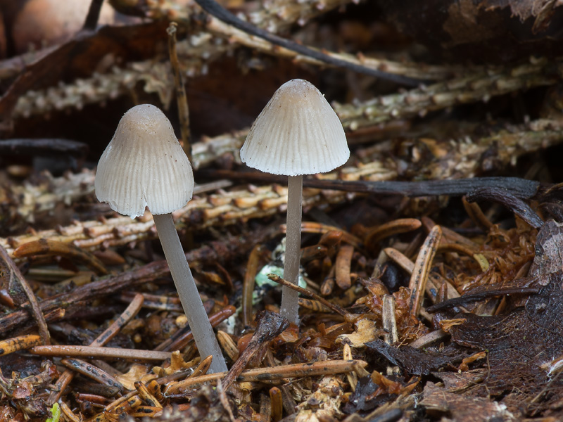 Mycena galopus